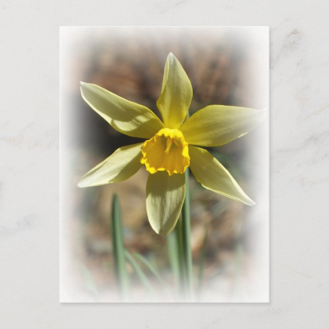 Carte postale Daffodique (Devant)