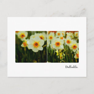 Carte postale Daffodique