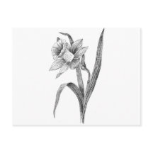 daffodique aux fleurs blanches noires vintage
