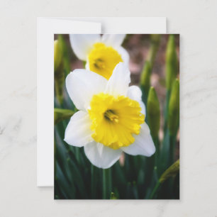 Carte Postale Daffodique blanc