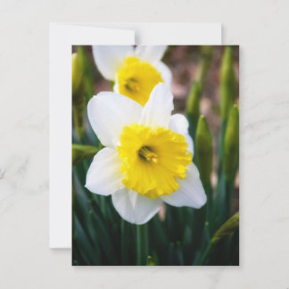 Carte Postale Daffodique blanc