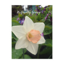 Daffodique de la coupe rose du printemps