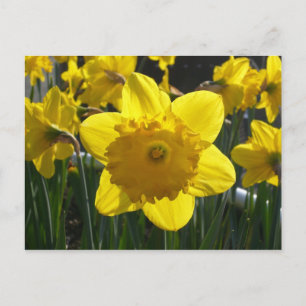 Carte Postale Daffodique éclairé