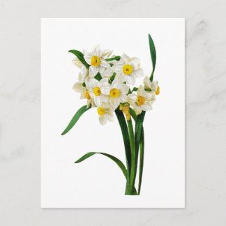 Carte Postale Daffodique ou Narcisse Par Pierre Joseph Redoute
