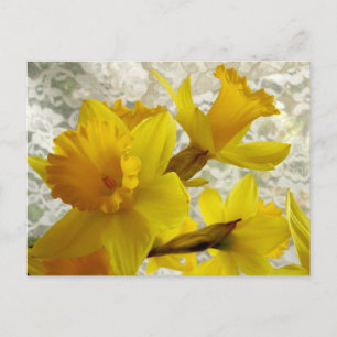 Carte postale Daffodique Printemps