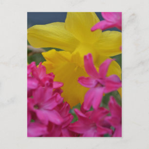 Carte Postale daffodique timide