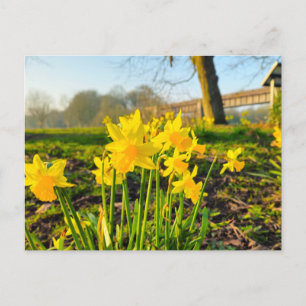 Carte Postale Daffodiques