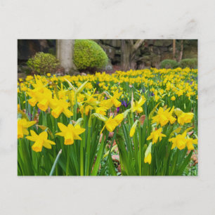 Carte Postale Daffodiques