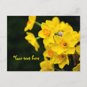 Carte postale Daffodiques