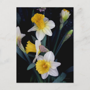 Carte Postale Daffodiques