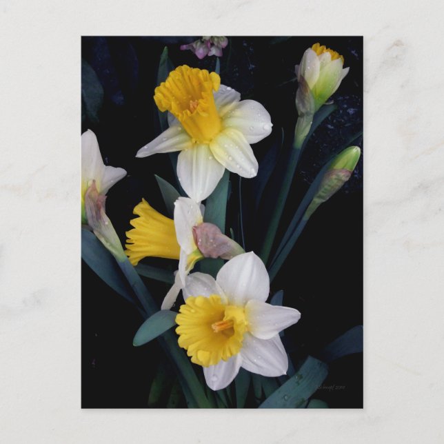 Carte Postale Daffodiques (Devant)