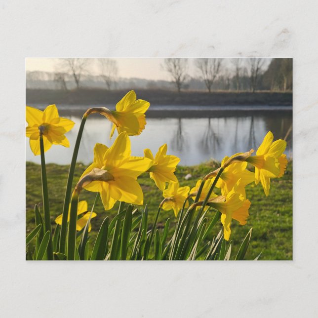 Carte Postale Daffodiques (Devant)