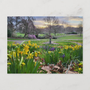 Carte Postale Daffodiques