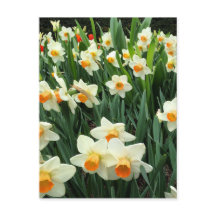 Daffodiques