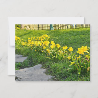 Carte Postale Daffodiques