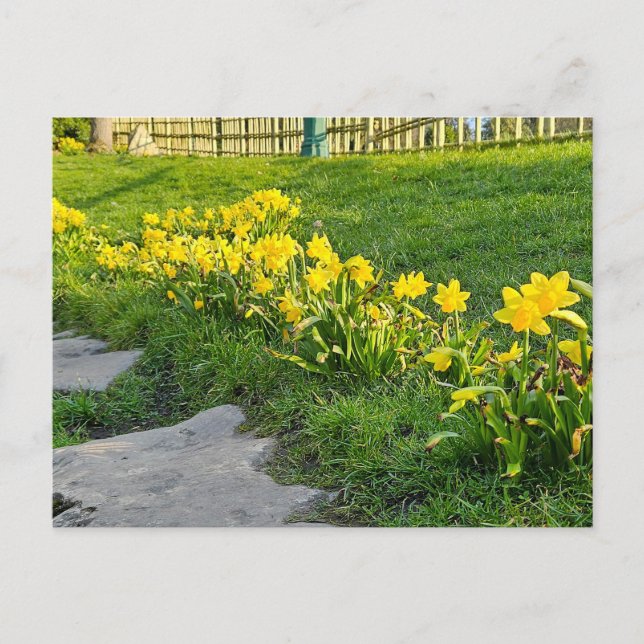 Carte Postale Daffodiques (Devant)