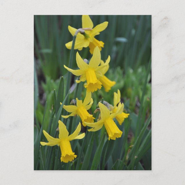 Carte Postale Daffodiques de printemps (Devant)