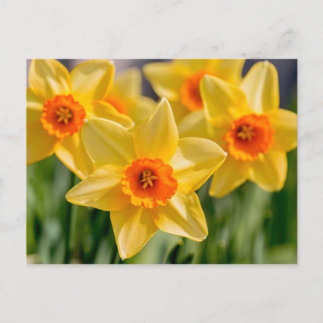 Carte Postale Daffodiques de printemps (Devant)