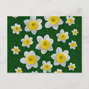 Carte Postale Daffodiques de printemps