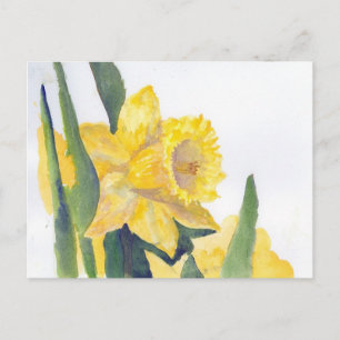 Carte Postale Daffodiques de printemps