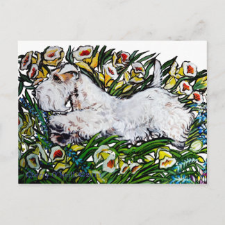 Carte Postale Daffodiques de Sealyham Terrier