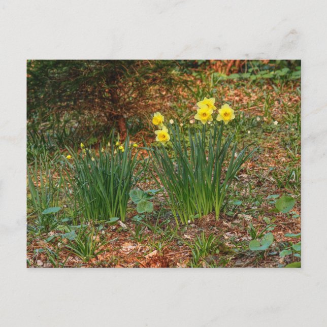Carte Postale Daffodiques du début du printemps (Devant)