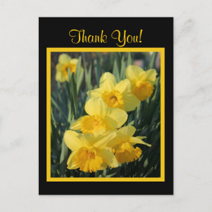 Carte Postale Daffodiques jaunes