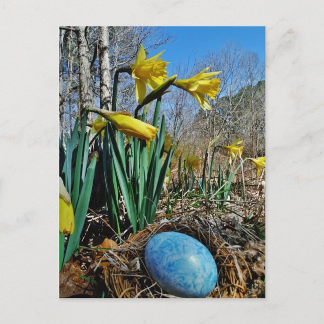 Carte Postale Daffodiques jaunes et oeuf bleu dans le nid (Devant)