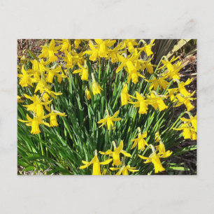 Carte postale Daffodiques Jaunes Ressort