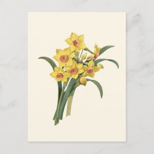 Carte postale Daffodiques vintages