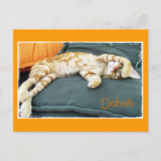 Carte postale Dahab Cat Daze