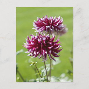Carte postale Dahlia