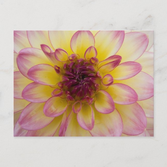Carte postale Dahlia (Devant)
