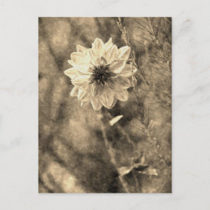 Carte Postale Dahlia
