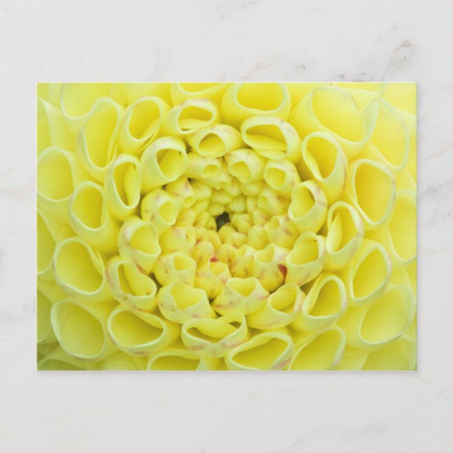 Carte Postale Dahlia (Devant)