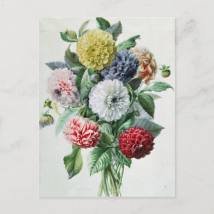 Carte Postale Dahlia