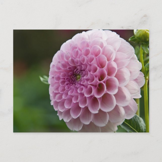 Carte postale Dahlia (Devant)