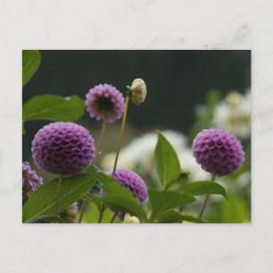 Carte postale Dahlia