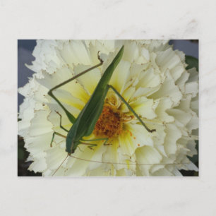 Carte Postale Dahlia 1 - educatedbrainfart