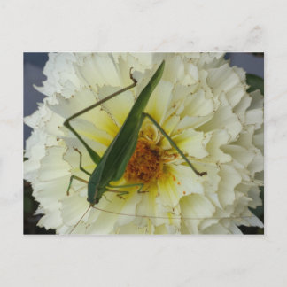 Carte Postale Dahlia 1 - educatedbrainfart