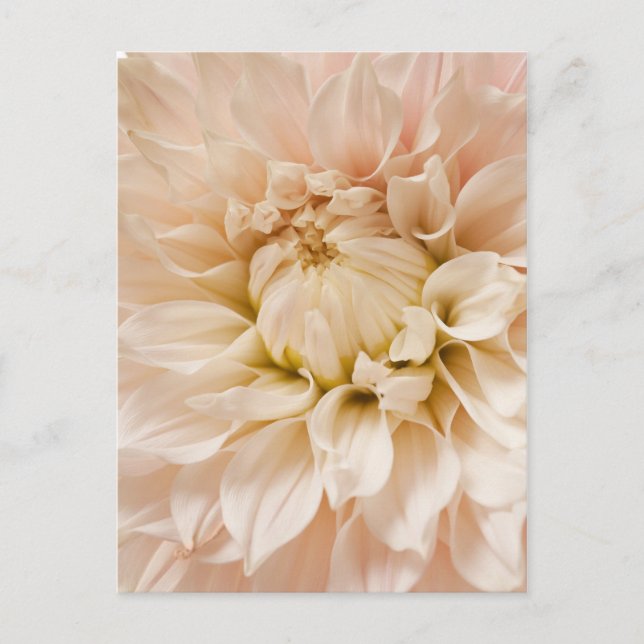 Carte Postale Dahlia de Pêche, Rose, Blanc & Crème - Dahlias (Devant)