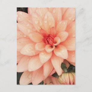 Carte Postale Dahlia délicate
