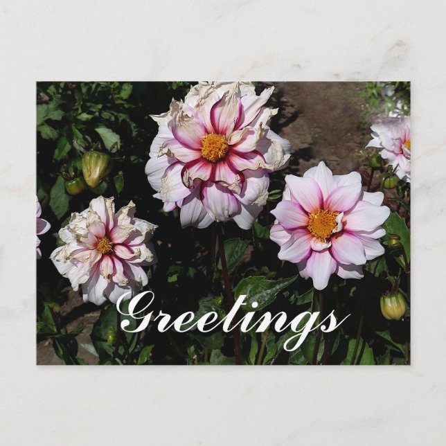 Carte postale Dahlia Edge of Joy #1 (Devant)