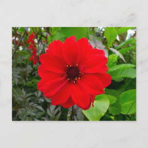 Carte Postale Dahlia - Evêque de Llandaff