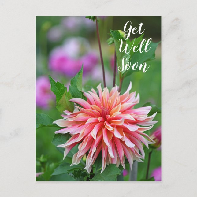 Carte Postale Dahlia Fleur Orange et Rose Prompt Rétablissement (Devant)