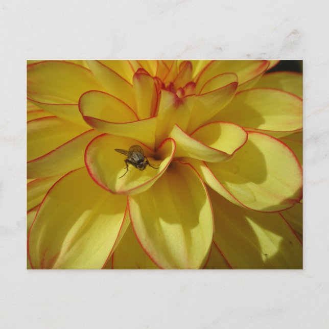 Carte Postale Dahlia jaune avec bordure rose do-it-yourself cart (Devant)