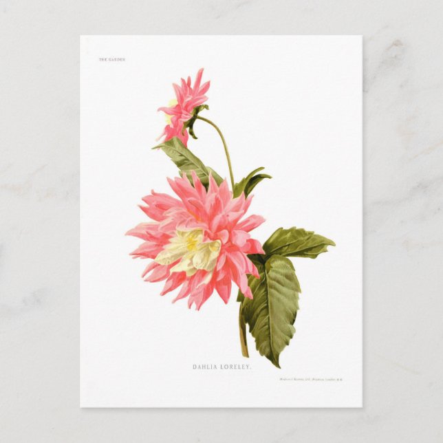 Carte Postale Dahlia 'Loreley' (Devant)