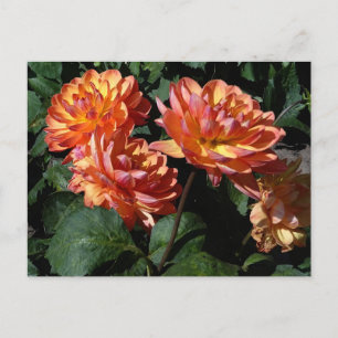 Carte postale Dahlia Pam Howden #1