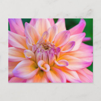 Carte Postale Dahlia rose et crème