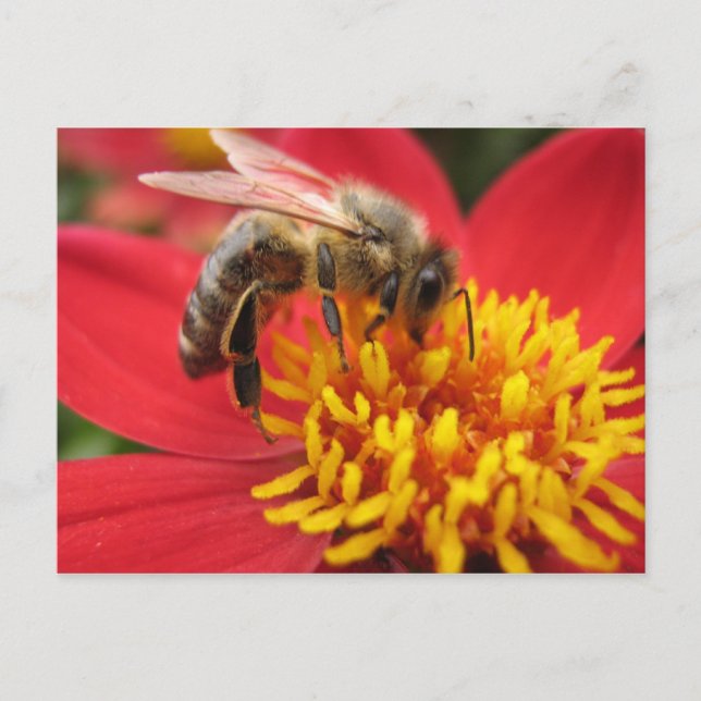 Carte Postale Dahlia (rouge) (Devant)